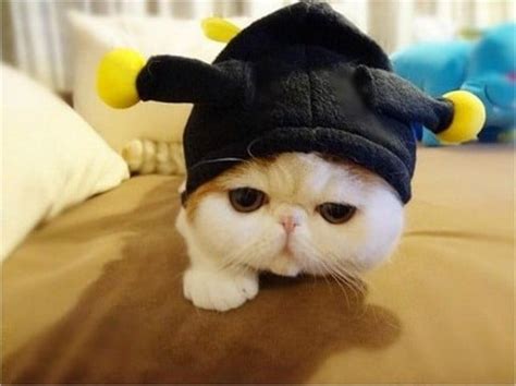 20 Silly Cats Wearing Hats