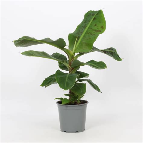 Musa Tropicana Bananenpflanze Ca 70 90 Cm Hoch 19 Cm Topf Kaufen