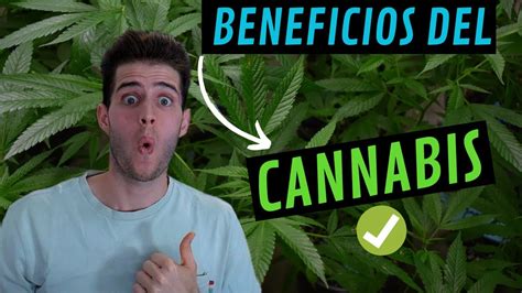 Cannabis Sativa Estos Son Sus Beneficios Beneficios De La Marihuana