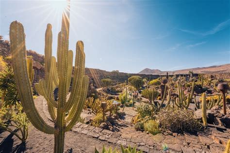 Ogród Kaktusów na Lanzarote Jardín de Cactus Wyspy Kanaryjskie pl