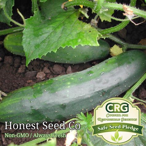 Marketmore 76 Cucumber Seeds Honest Seed Co