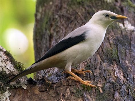 White Headed Starling Ebird