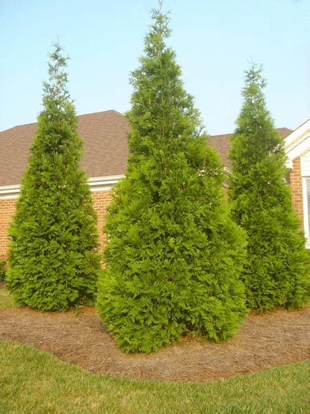 Thuja Green Giant Evergreen Trees For Sale Fast Growing Trees Fast