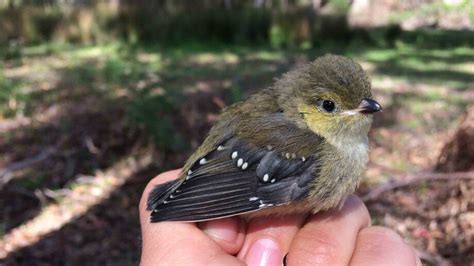 Researchers help endangered birds beat deadly parasite