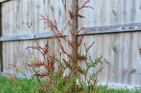 Thuja Schädlinge Erkennen And Bekämpfen So Gehts