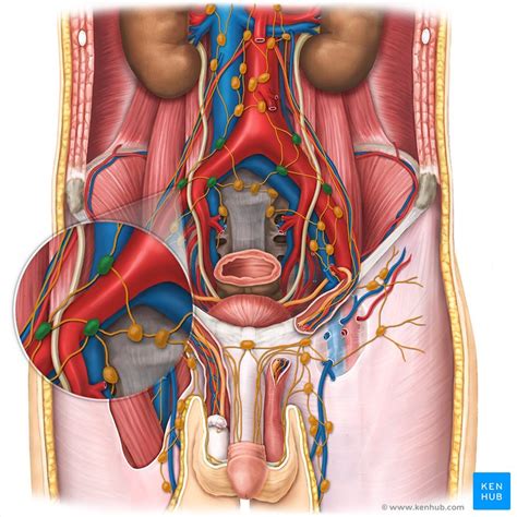 lymph nodes lower back - Captions Rotation