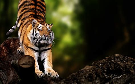 Download 25 Amazing Animals HD Wallpapers Set 25 Torrent | 1337x