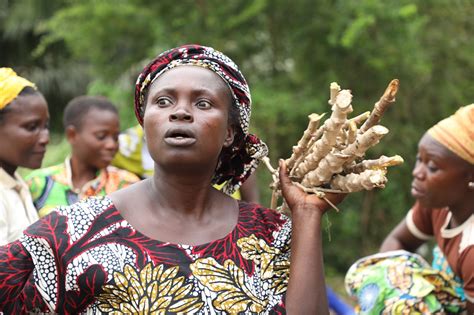 Taat Excites Beninese Farmers With Pro Vitamin A Cassava Varieties