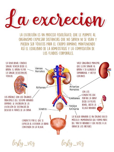 La excreción infografia School Biology Nurse