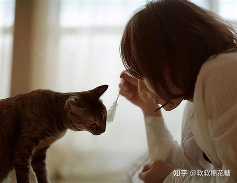 小猫如何认主？知道这些因素，养猫更轻松 知乎