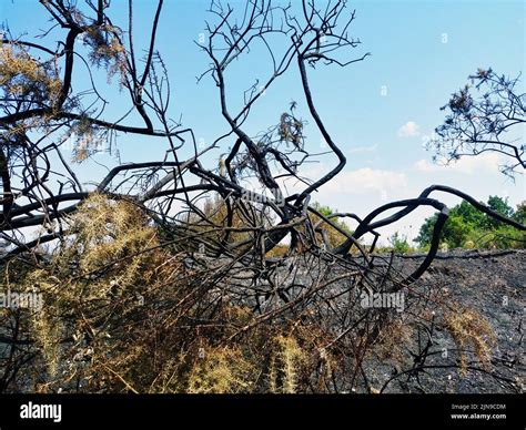 incendio forestal vegetación quemada y carbonizada Efecto de la onda