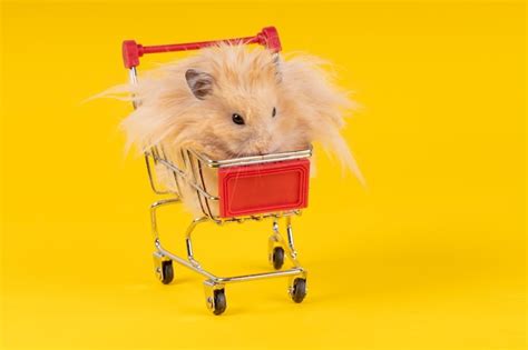 Hamster Senta Se Em Um Carrinho De Supermercado Em Um Fundo Amarelo