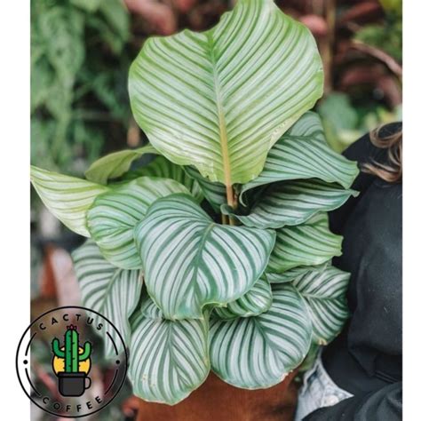 Jual Tanaman Hias Calathea Faciata Calathea Fasciata Tanaman Hias