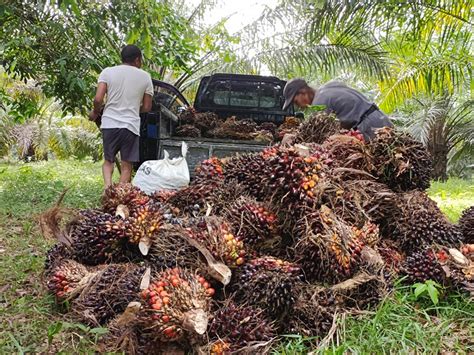 Kok Berani Ya Harga Tbs Sawit Di Mukomuko Justru Lebih Rendah Dari