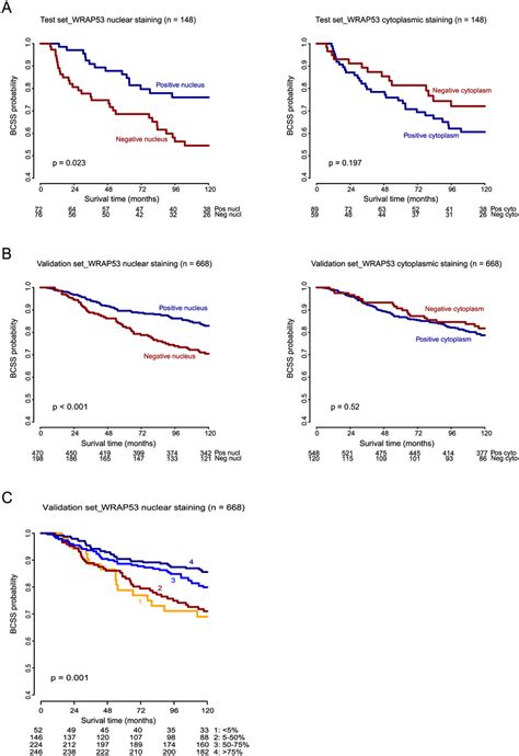 Kaplan Meier Curves Showing Breast Cancer Specific Survival Bcss Of