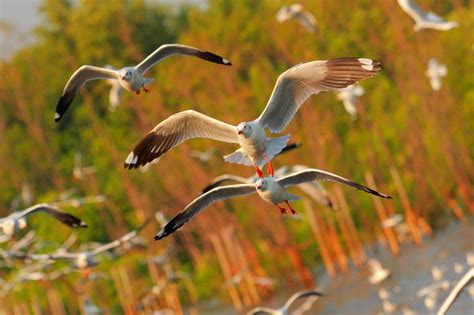 Brown-and-white birds flying above trees HD wallpaper | Wallpaper Flare