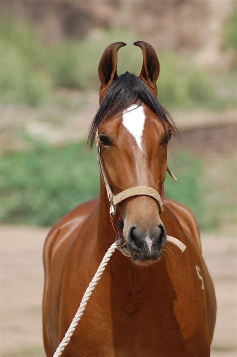 Explore The Majestic Marwari And Malani Horses