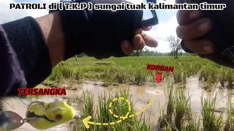 Casting Ikan Gabus Tertangkap Basah Soft Frog Di Sambar Ikan Gabus