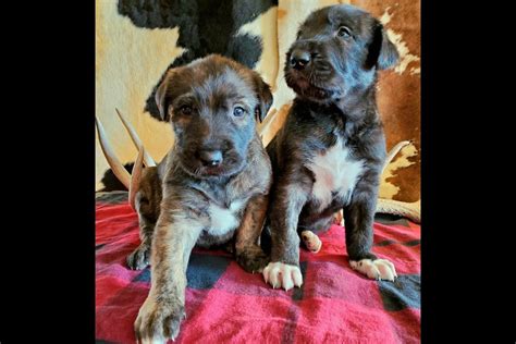 Irish Wolfhound Puppies For Sale In Nebraska