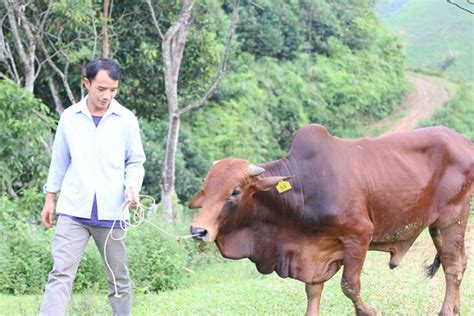 Cattle Farming Offers Income for Impoverished Families