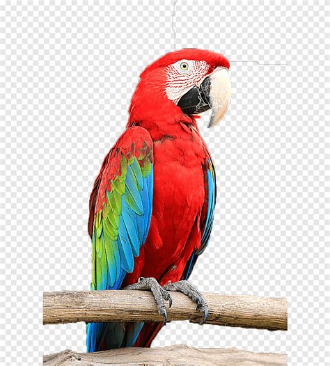 Periquito periquitos pájaro guacamayo loro rojo animales mascota png