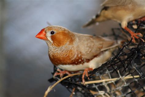 Estrildidaetaeniopygia Guttata Fawn Zebra Finch Male Img2 Flickr