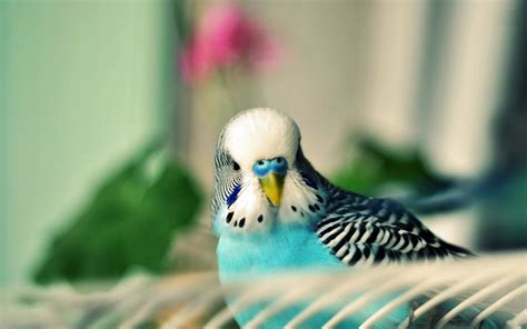 Parakeet Wallpaper 63 Images