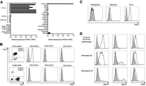 ror  uniformly expressed   cll  shows expression  human es