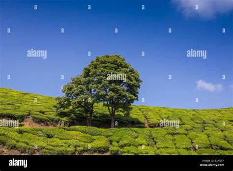 Tea plantation Cameron highlands Stock Photo - Alamy