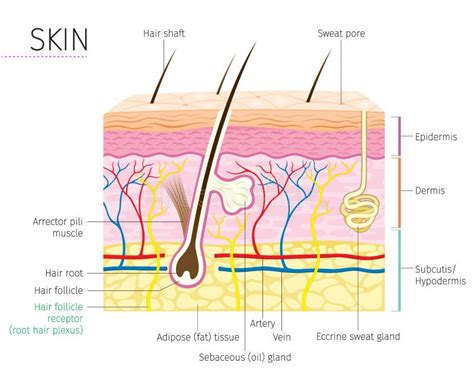 Diagramme Humain Danatomie De Peau Et De Cheveux Illustration De