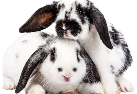 The Ultimate List of 50+ Black and White Rabbit Names