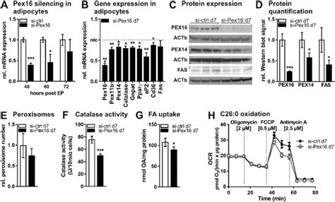 Transient Silencing Of Pex16 In Mature 3T3 L1 Adipocytes A H