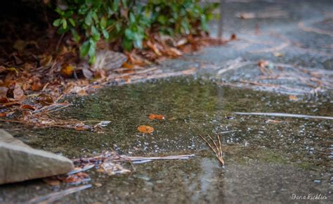 Dana Richliew Photography Project 365 2015 Day 2 Rain Puddles