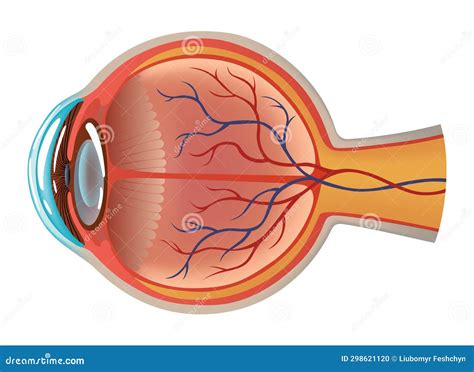 Anatomie Van Het Menselijk Oog Met Infografieken Van De Binnenkant Met