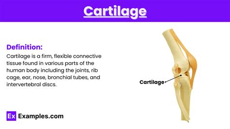 cartilage definition structure types function formation