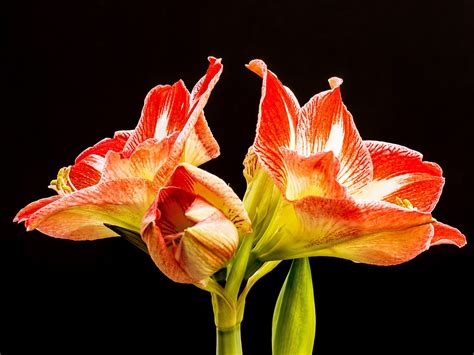 K Amaryllis Closeup Black Background White Hd Wallpaper Rare