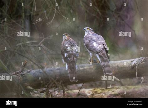 Sparrow Hawks Stock Photos & Sparrow Hawks Stock Images - Alamy