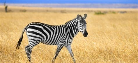 5 Animaux Qui Ne Vivent Qu En Afrique