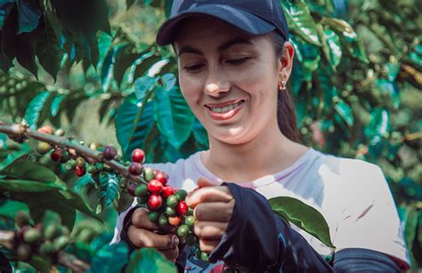 Brewing Up A Change How Coffee Farming Can Affect Our Planet S Future