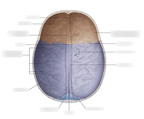 Cranial Base Superior View Diagram Quizlet