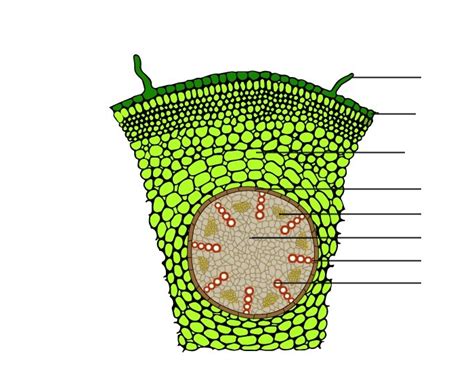 Label the Monocot Root Quiz