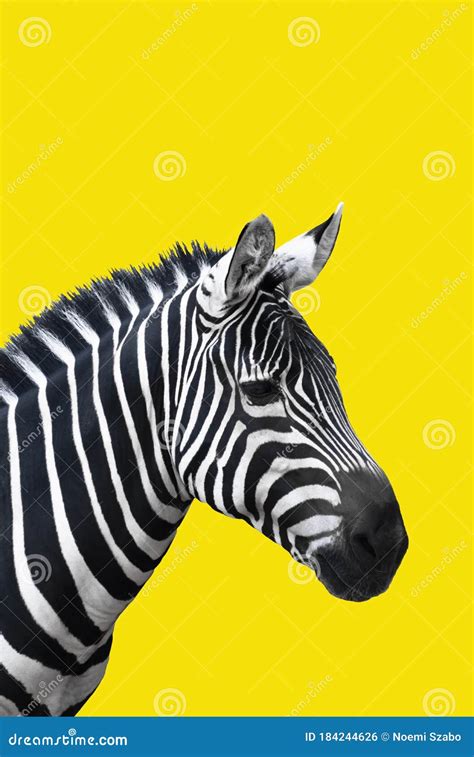 Zebra On Yellow Background Bright And Minimal Design Zebra Closeup