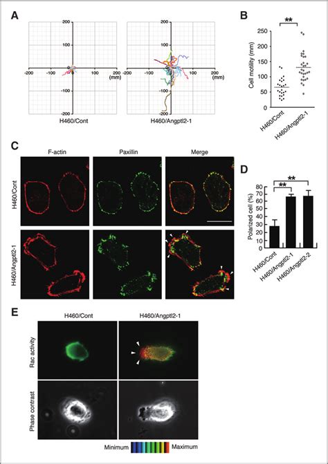 Angptl2 Expression Positively Correlates With Cell Motility A