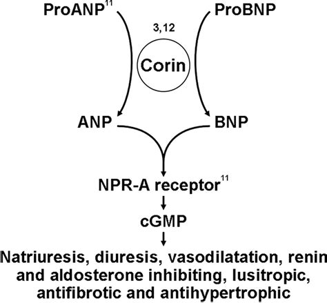 Natriuretic Peptides And Myocardial Structure Hypertension