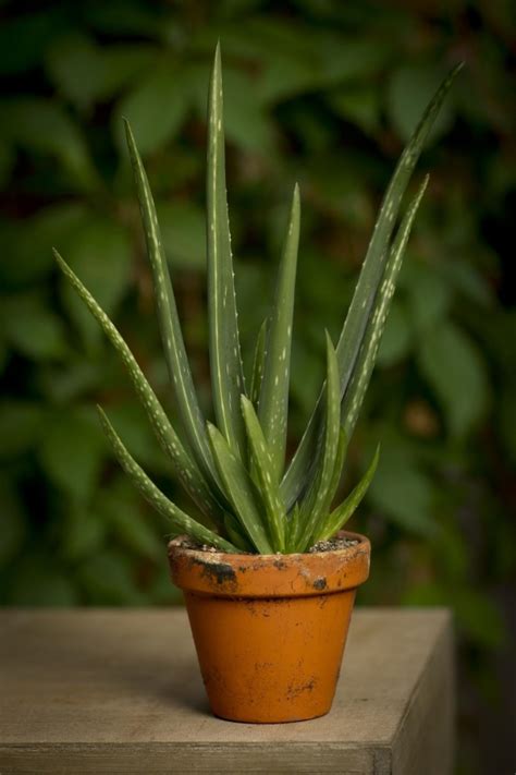 Aloes Nad Zwyczajny Wymagania I Uprawa W Doniczce Zielony Ogr Dek