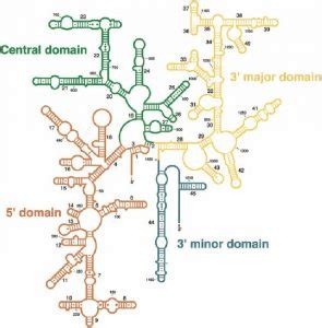 Ribosome Protein Factory Definition Function Structure And Biology