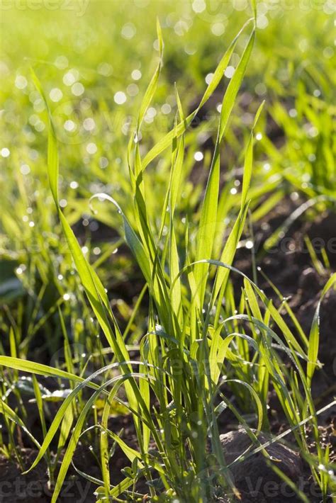 green grass, close up 9710856 Stock Photo at Vecteezy