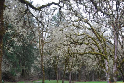 Frosted trees | Frosted tree, Tree, Outdoor