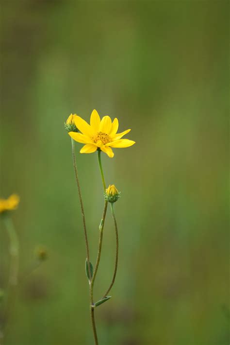 Western Sunflower Naked Stemmed Or Western Sunflower Heli Flickr