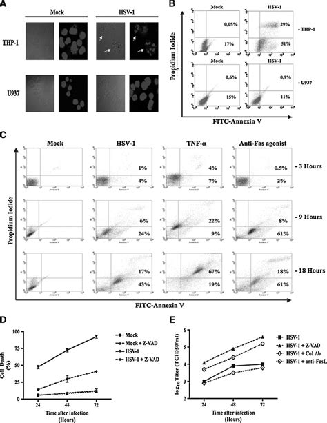 Hsv 1 Infection Induces Thp 1 Cell Apoptosis A Thp 1 And U937 Cells